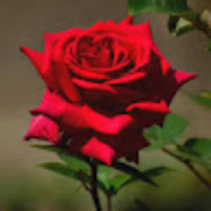 Meet your Posher, Martina